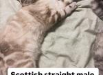 Ocean - Scottish Straight Kitten For Sale - Brooklyn&comma; NY&comma; US