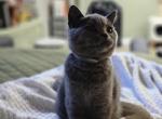 Penny - Scottish Straight Kitten For Sale - New York&comma; NY&comma; US
