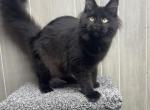 Aura Solid Black Female - Maine Coon Kitten For Sale - 