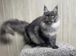 Titan Black high smoke - Maine Coon Kitten For Sale - Galion&comma; OH&comma; US
