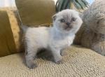 Macy - Scottish Fold Kitten For Sale - Levittown&comma; PA&comma; US