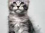 Vinter - Maine Coon Kitten For Sale - Charlotte&comma; NC&comma; US