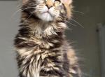 Varga - Maine Coon Kitten For Sale - Charlotte&comma; NC&comma; US