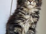 Varga - Maine Coon Kitten For Sale - Charlotte&comma; NC&comma; US
