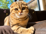 Tiny - Scottish Fold Kitten For Sale - Prior Lake&comma; MN&comma; US
