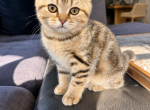 Toasty - Scottish Straight Kitten For Sale - Prior Lake&comma; MN&comma; US