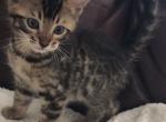 Simba - Bengal Kitten For Sale - 