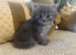 Benny - Scottish Straight Kitten For Sale - Levittown&comma; PA&comma; US