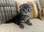 Bonnie - Scottish Fold Kitten For Sale - Levittown&comma; PA&comma; US