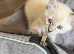 Berry - Siamese Kitten For Sale - 