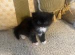 Belle - Scottish Fold Kitten For Sale - Levittown&comma; PA&comma; US