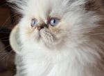 Tatertot - Himalayan Kitten For Sale - Vincennes&comma; IN&comma; US