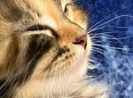 Titania - Siberian Kitten For Sale - Woodburn&comma; OR&comma; US