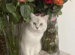 pearl - British Shorthair Kitten For Sale - MA&comma; US