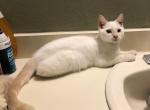 Jitter Bug - Bengal Kitten For Sale - Burlington&comma; WI&comma; US