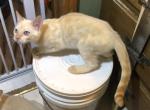 Sanskrit - Bengal Kitten For Sale - Burlington&comma; WI&comma; US
