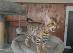 Sultan - Bengal Cat For Sale - West Covina&comma; CA&comma; US