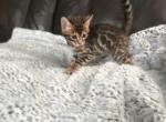 Simba - Bengal Cat For Sale - West Covina&comma; CA&comma; US