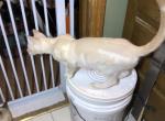 Dewey - Bengal Kitten For Sale - Burlington&comma; WI&comma; US