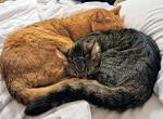 Milo - Domestic Cat For Adoption - Huntersville&comma; NC&comma; US