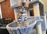 Mufasa - Bengal Cat For Sale - West Covina&comma; CA&comma; US