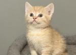 Brother - Scottish Fold Kitten For Sale - Philadelphia&comma; PA&comma; US