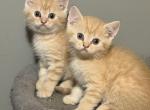 Brother - Scottish Fold Kitten For Sale - Philadelphia&comma; PA&comma; US