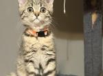 Lizok - Scottish Fold Kitten For Sale - Philadelphia&comma; PA&comma; US