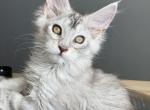 Titan - Maine Coon Kitten For Sale - 
