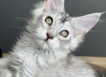 Titan - Maine Coon Kitten For Sale - Las Vegas&comma; NV&comma; US