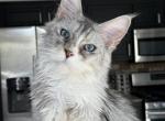 Penelope Blue eyed - Maine Coon Kitten For Sale - Las Vegas&comma; NV&comma; US