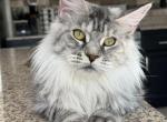 Mia - Maine Coon Cat For Sale - Las Vegas&comma; NV&comma; US