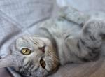 Nina - Domestic Cat For Sale - 
