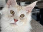 Rufus - Maine Coon Kitten For Sale - Las Vegas&comma; NV&comma; US