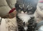 King - Domestic Kitten For Sale - Colesville&comma; MD&comma; US