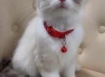 Ragdoll Kittens - Ragdoll Kitten For Sale - 