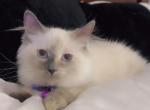 Ragdoll Kitten - Ragdoll Kitten For Sale - Dearborn Heights&comma; MI&comma; US