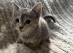Siamese Persian mix - Siamese Kitten For Sale - Northville&comma; MI&comma; US
