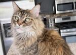 Kleopatra - Maine Coon Cat For Sale - Las Vegas&comma; NV&comma; US