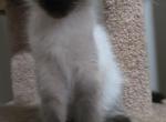 Balinese seal point male with amazing personality - Balinese Kitten For Sale - Deer Park&comma; IL&comma; US