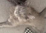 Grey - Maine Coon Kitten For Sale - Cromwell&comma; CT&comma; US