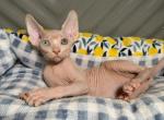 ATLAS ODD EYE - Sphynx Kitten For Sale - Brooklyn&comma; NY&comma; US