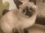 Seal tortie point siamese - Siamese Kitten For Sale - Deer Park&comma; IL&comma; US