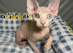 AURA ODD EYE - Sphynx Kitten For Sale - Brooklyn&comma; NY&comma; US