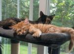 orange - Maine Coon Kitten For Sale - Cromwell&comma; CT&comma; US