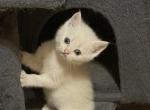 Beil - Scottish Fold Kitten For Sale - Philadelphia&comma; PA&comma; US