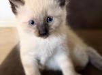Sugar - Ragdoll Kitten For Sale - Gilbert&comma; AZ&comma; US