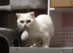 Ariel kilt Half off now - Munchkin Cat For Sale - 