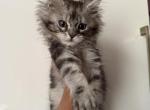 Maine Coon Kittens  ready for forever - Maine Coon Kitten For Sale - 