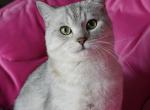 Bunty - British Shorthair Cat For Sale - Hazelwood&comma; MO&comma; US